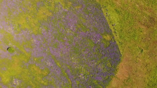 Lila blommor och grönt gräs på ett brett fält, sett ovanifrån. — Stockvideo