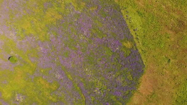 Purple flowers and green grass in a wide field, seen from above.