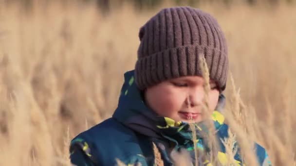Um menino no outono no campo de um close-up brinca com grama — Vídeo de Stock