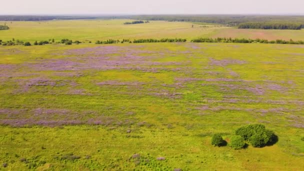 Krásné pole s šeříkovými květy vlčího bobu, pohled z ptačí perspektivy. — Stock video