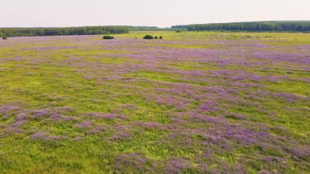 Lila Lupinenblüten auf einer grenzenlosen Wiese, Luftaufnahme. — Stockvideo