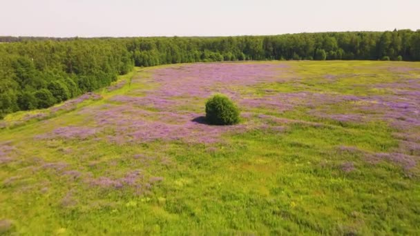 Lilaklupiner blommar i utkanten av fältet, — Stockvideo