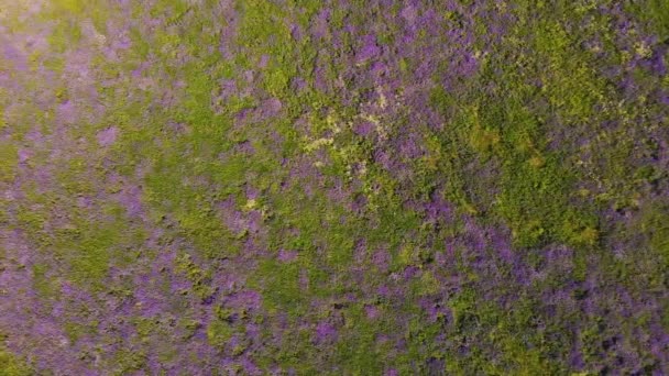 Groen gras en paarse bloemen zorgen voor een abstractie van bovenaf. — Stockvideo