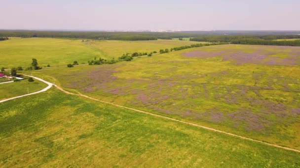 Un campo verde sin fin con flores silvestres florecientes como se ve desde arriba — Vídeos de Stock