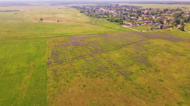 Lupins lilas dans un champ verdoyant en bordure du village, vue du haut. — Video