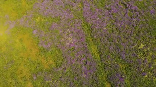 Ungewöhnlicher Blick von der Spitze der lila Wildblumen auf dem Feld. — Stockvideo