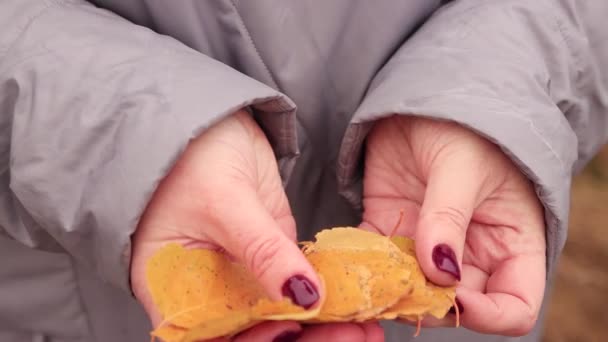 Folhas de outono amarelas em mãos femininas doces close-up. — Vídeo de Stock