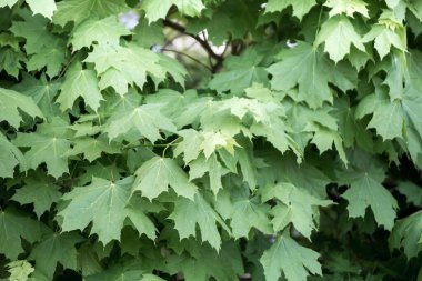 Yeşil akçaağaç yapraklarının arka planı.