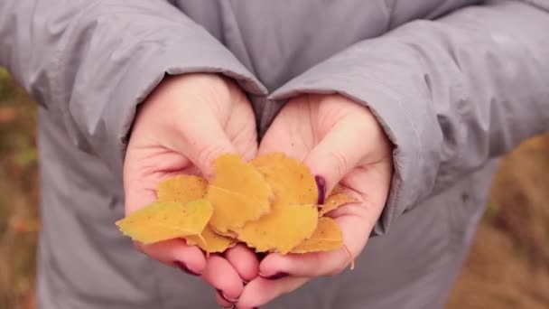 Close-up foglie di autunno giallo cadono da mani tenere femminili. — Video Stock