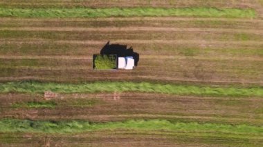 Ezilmis otlarla dolu bir kamyon tarlada ilerliyor, hava manzarali..