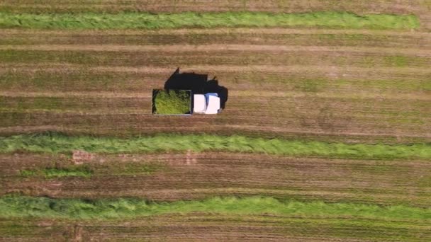 Un camion carico di erba schiacciata sta guidando sul campo, vista aerea. — Video Stock