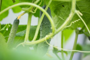 Yeşil yaprakların arasında salatalıklar, makro fotoğraf, sığ alan derinliği. 