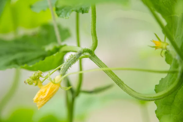 El pepino verde crece en invernaderos en una rama de verduras — Foto de Stock