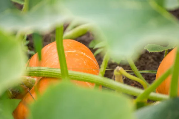 Kein kleiner orangefarbener Kürbis in grünem Laub. Herbstgemüse ernten. — Stockfoto