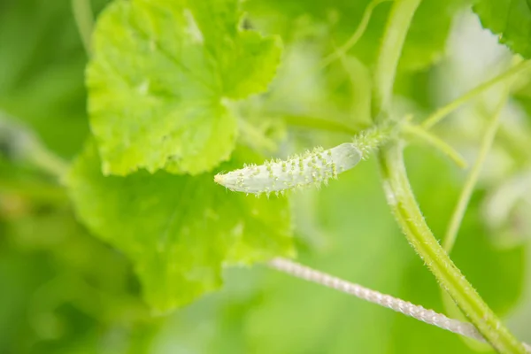 Un pequeño pepino madura en un invernadero, macro foto, poca profundidad de campo. — Foto de Stock