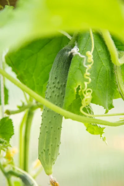 一个长长的黄瓜正在温室里成熟，宏观的照片，浅浅的田野 — 图库照片