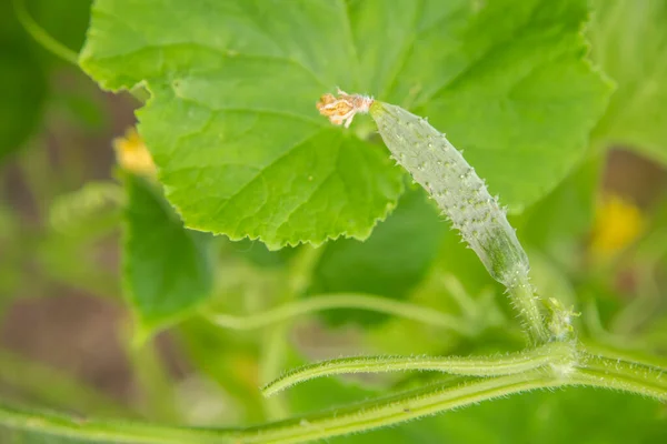 Yeşil bir yaprağın arka planında küçük bir salatalık, makro fotoğraf., — Stok fotoğraf