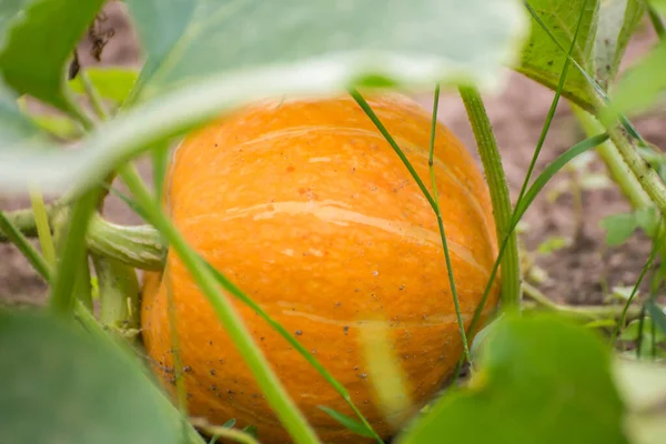 Оранжевая тыква лежит в зеленой листве. Сбор осенних овощей. — стоковое фото