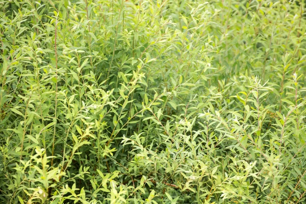 Фон из зеленых листьев на длинных ветках. — стоковое фото