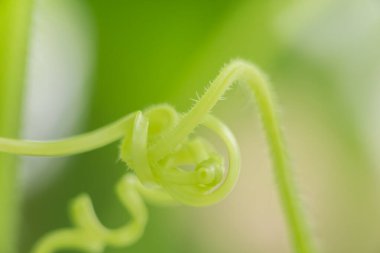 Yeşil bükülmüş salatalık sapı, makro fotoğraf, sığ alan derinliği. 