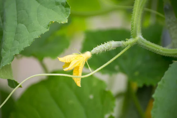 Ung gurka med gul blomma, makrofoto, kort skärpedjup. — Stockfoto