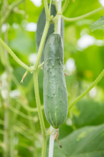 온실에서 자라고 있는 푸른 오이, 드넓은 벌판의 깊이를 확대 한 대 규모 사진 — 스톡 사진