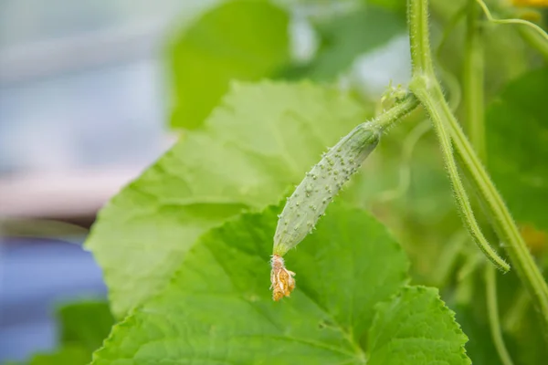 Ung gurka hängande i växthuset, makrofoto, kort skärpedjup. — Stockfoto