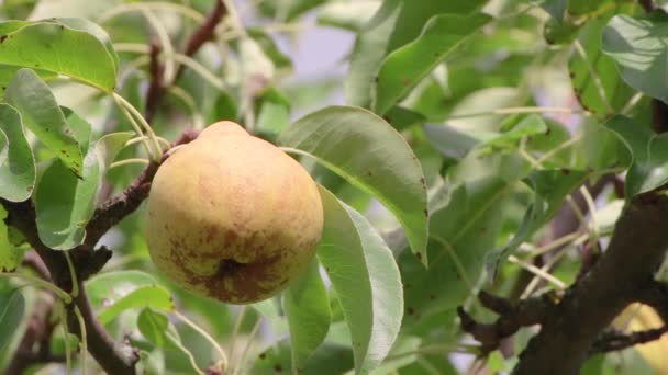 Une poire juteuse est suspendue à une branche dans un feuillage vert. Il est temps de récolter les fruits — Video