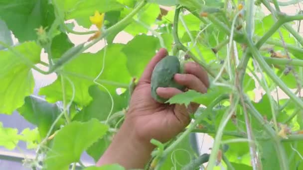 An appetizing cucumber hangs in the green foliage, — Stock Video