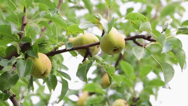 Den veganske pære, der hænger i det grønne løv, plukkes fra grenen. – Stock-video