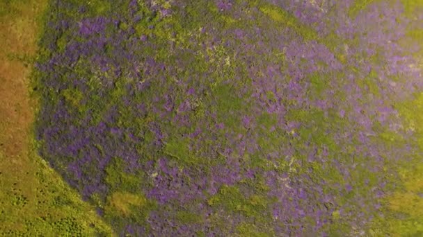 Вид зверху на фіолетові квіти і зелену траву на широкому полі . — стокове відео