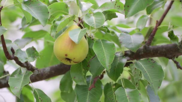 Une poire appétissante est suspendue dans un feuillage vert, une main la cueille sur une branche. — Video