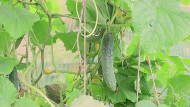 En sund agurk hænger i det grønne løv, hånden plukker det af. – Stock-video