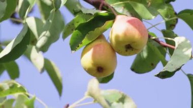 İki lezzetli armut yeşil yapraklarda asılı.. 