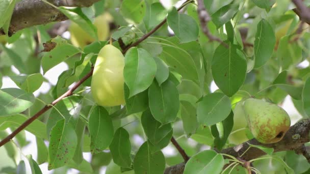 Wir pflücken eine saftige Birne, die im grünen Laub von einem Zweig hängt. — Stockvideo