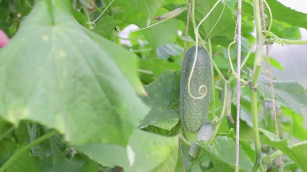 Een sappige komkommer hangt in het groene blad, de hand plukt het eraf. — Stockvideo