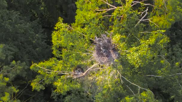 Tops de árboles, nidos de garzas grises con polluelos. — Vídeo de stock