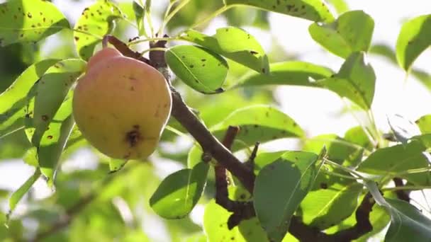 Una pera gialla pende in fogliame verde. Il suo tempo per raccogliere i frutti. — Video Stock