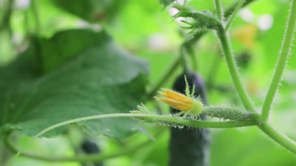 Un pepino floreciente joven cuelga de un arbusto en un invernadero. — Vídeo de stock