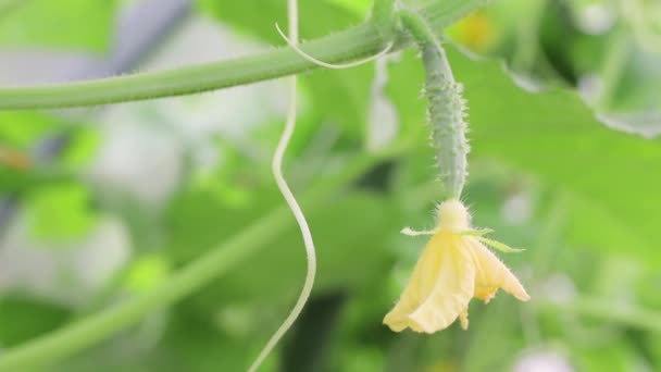 Um pepino florescendo com uma flor amarela pendurar em um ramo em uma estufa. — Vídeo de Stock