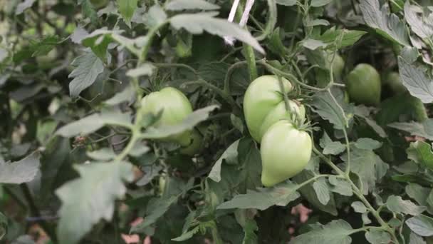 Jonge groene tomaten hangen aan een tak in de kas — Stockvideo
