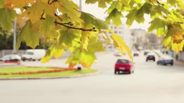 Sarı-yeşil akçaağaç yapraklı dal, yakın çekim, rüzgar. 