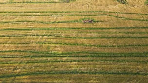 Hermosos, incluso, surcos amarillo-verdes en un campo agrícola, vista aérea. — Vídeo de stock