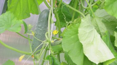 Yeşil bir salatalık yeşilliğe asılır, bir el onu koparır..