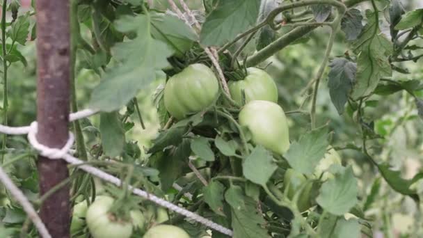 Tomates verdes inmaduros cuelgan de una rama en el invernadero — Vídeo de stock