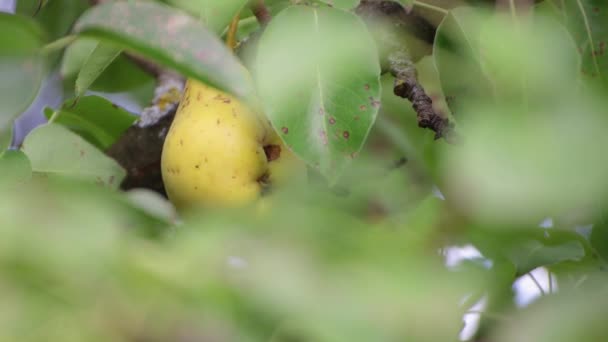 Vegetariánská hruška visící v zeleném listí, trhající z větve. — Stock video