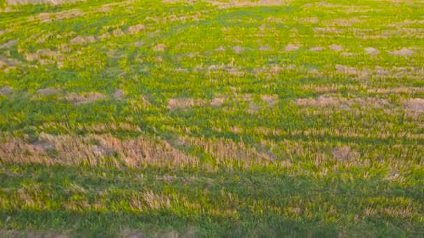 Panoramische vlucht over prachtige landbouwplantages en akkers. — Stockvideo