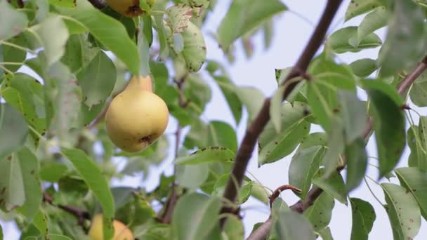 枝から緑色の葉にぶら下がる品種の梨が摘まれます。. — ストック動画