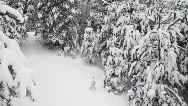 Christmas winter forest is fantastically covered with snow, aerial view. — Stock Video