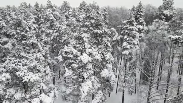 冬の森は雪で美しく覆われています。. — ストック動画